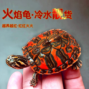乌龟活物批发宽纹火焰龟苗深水龟彩龟苗素食吃菜宠物深水吃鱼粪-阿里巴巴