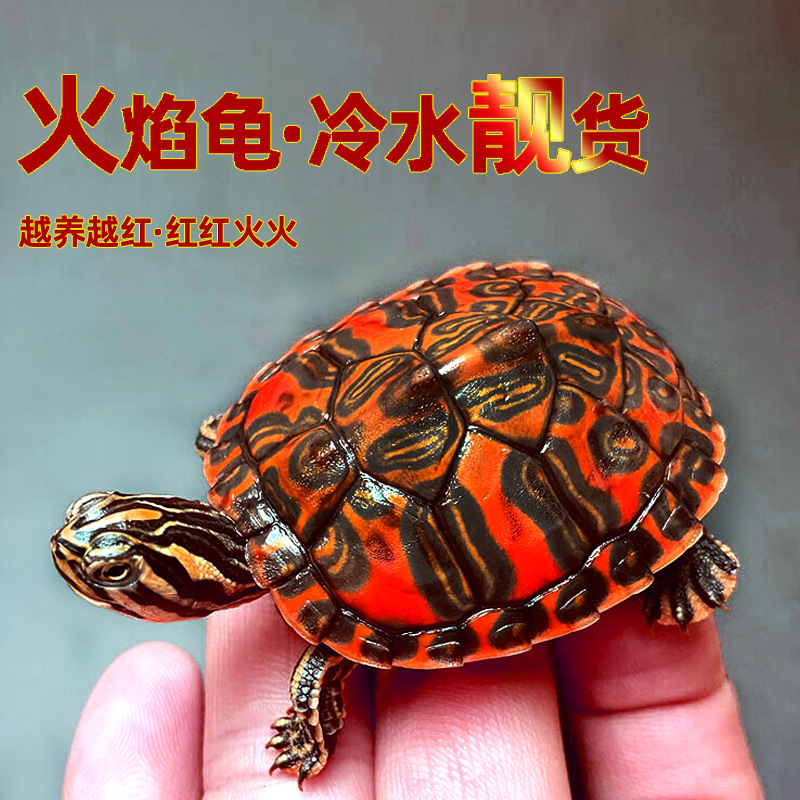Wholesale tortoise living things wide-grained flame turtle seedlings…