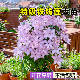 �F��ɏ���������ذ����ٻ���ֲ���̨ͥԺ���B�Gֲ��Ӱ����ֱ�l
