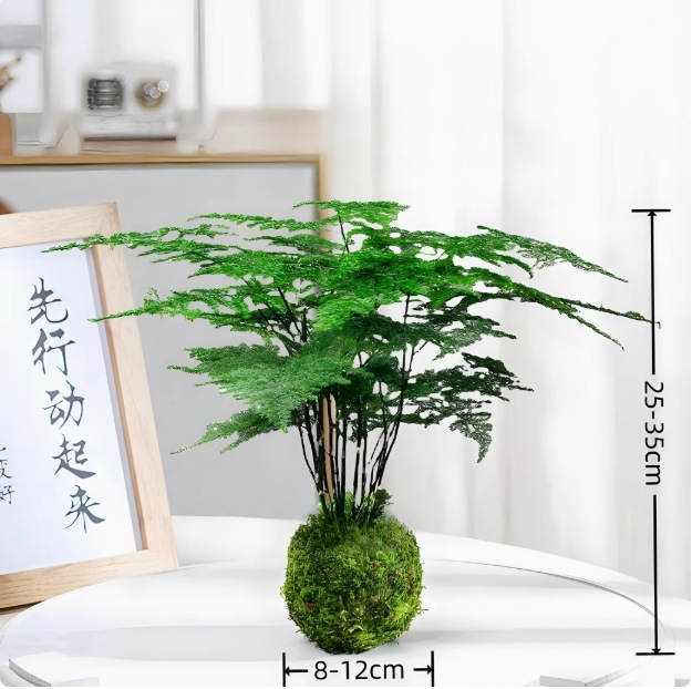 Musgo bola de junio nieve bonsai planta hidropónica acantilado modelado mini micro paisaje plantación verde de mesa interior pequeña maceta image 10