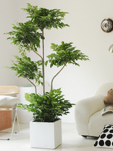 多層高桿綠寶幸福樹盆栽植物室內客廳吸甲醛綠植北歐網紅大型盆栽