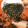 2021 Fry Hybridization Yellow catfish fry living thing Yellow hot Ding quanxiong Mulberry seedlings High level pond culture