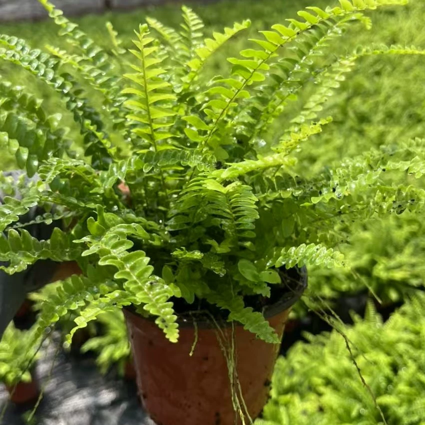 Большой бостонский папоротник, папоротник почечный, экологический резервуар тропического леса, папоротник для ландшафтного дизайна, зеленое растение для гостиной в помещении, простое в обслуживании