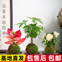 盆栽发财树桌面绿植摆件富贵竹室内茶几懒人好养植物