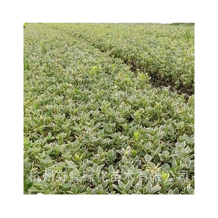 �S�ҹ�����߅�S�����G��С�糣�Gֲ���߅������ش������l