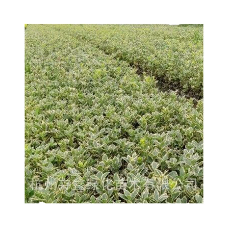 Производители поставляют инженерные саженцы самшита в Пномпене, саженцы для зеленения, вечнозеленые растения, основание для самшита в Пномпене, оптом.