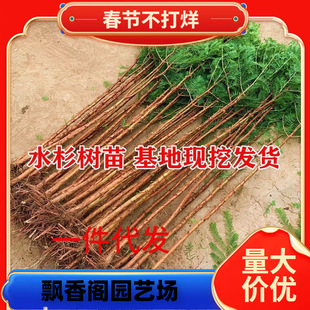 һ�����lˮɼ����ɼľ��������ɼ��ɼˮɳ�ϱ����G���@��ͥԺ����