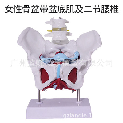 女性骨盆及盆底肌模型 子宫模型 盆骨模型 分娩教学模型 助产模型