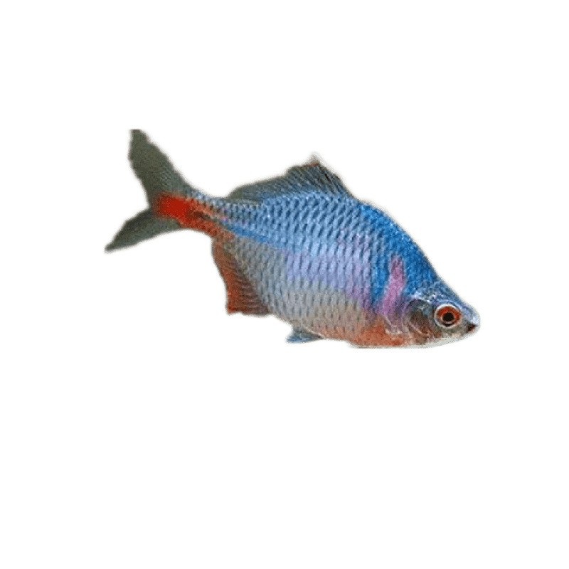 フナ、観賞魚、冷水魚、ネイティブ魚、カラフルなフナ、ハイボディフナ、小型淡水魚、飼いやすい|undefined