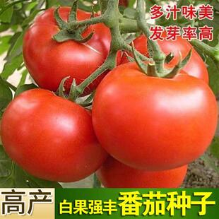 Tomato Seeds, Ginkgo, Strong and Abundant Tomato Seeds, Old Varieties, Big Red Fruit, Vegetable Seeds, Spring Rapeseed Seeds