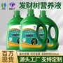 植物黄叶营养液发财树营养液
