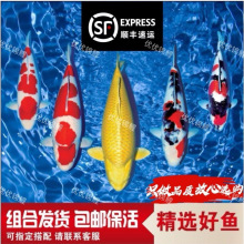 纯种大鱼观赏鱼好养红白大正三色昭和绯写冷水淡水鱼精品大锦鲤鱼