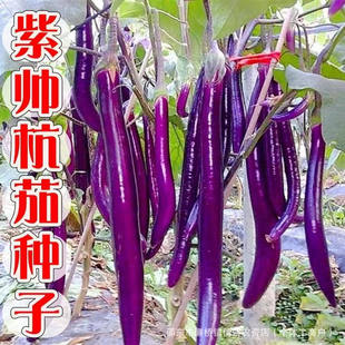 �ώ����ѷN�Ӽ��L���ӷN����ɫ���ӷN�������L���߲˷N�Ӵ�ȫ�̨