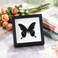 �G�����P��������˱���Ʒ�Y��[���쮋�b�Ů�����նY������