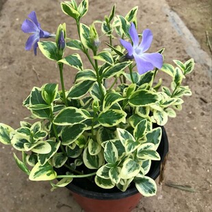 ���������S���~���L������ֲ����m����ȩ���Ի��ܻ��~���Z���m