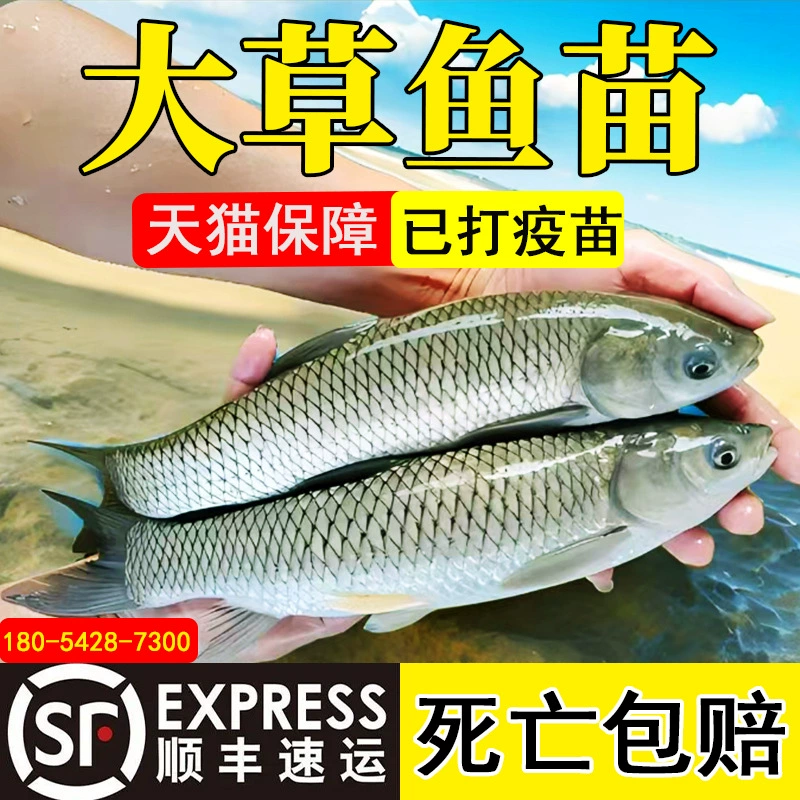 Очень крупные щенки травяного карпа, корм для травяного карпа, щенки травяного карпа от комаров, живые щенки рыбы, съедобные четырехосновные щенки рыбы для пресноводной аквакультуры оптом
