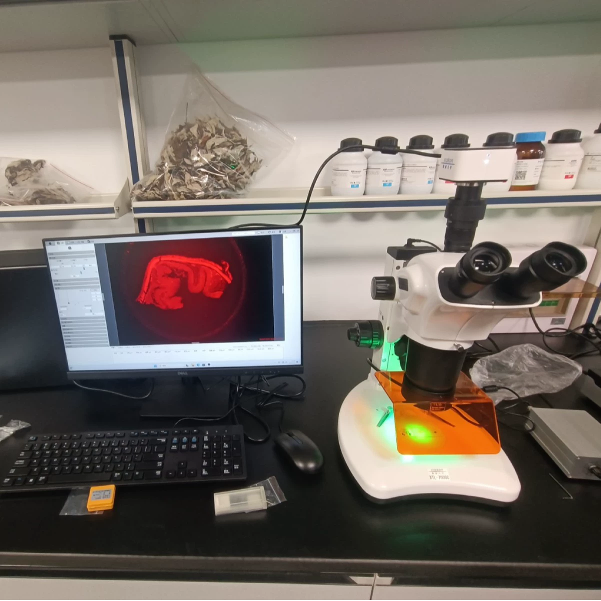 Стереомикроскоп Cai Kang с флуоресцентной подсветкой и контролем температуры ±0.1 ℃ Камеры высокого разрешения, экспериментальное оборудование, научные исследования и преподавание