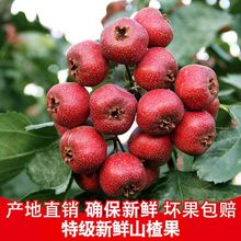 ���rɽ髹����b ɽ��r��ɽ��t�����l���r��ɽ髸�Ƭ���Ǻ��J��