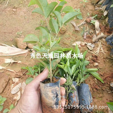 正宗中叶牛大力树苗细叶优质种植牛大力苗改良结薯快带土带叶高产