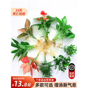 ��������ˮ��ֲ���҃Ȼ��Gֲ�ļ�ˮ�����B��G�}���F������t����