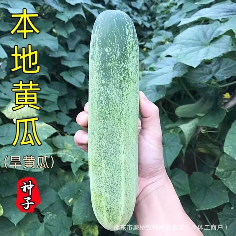 Local Cucumber Seeds, Fruits, Dry Cucumbers, Crisp, Sweet, Early Maturing, Spring and Autum Farmyard Balcony Potted Vegetable Seeds Local Cucumber Seeds, Fruits, Dry Cucumbers, Crisp, Sweet, Early Maturing, Spring and Autum Farmyard Balcony Potted Vegetable Seeds