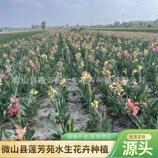 Greening Aquatic Banana Wholesale Undertakes Perennial Aquatic Banana Planting Self-Produced and Sold Easy to Survive