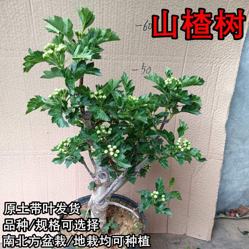 矮化山楂树苗盆栽地栽室内甜红子庭院无籽南北方种植金星嫁接果苗
