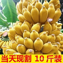 现摘广西小米蕉当季新鲜水果芭蕉苹果蕉自然熟香蕉整箱5/10斤包邮