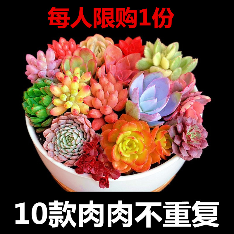 다육 식물 무작위 흰색 세라믹 냄비 10개