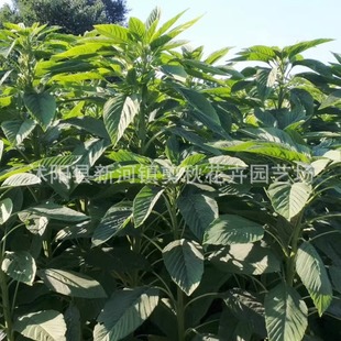 Imported Capsules Amaranth Seeds, High-Protein Amaranth Seeds, High-Yielding Pasture Seeds for Chickens, Ducks, Geese, Pigs, Cattle and Sheep