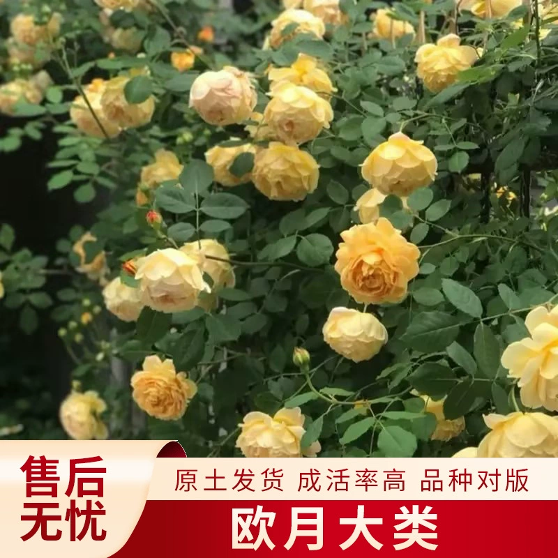 Саженцы цветов «Климинг» цвета розового золота для праздничного оформления, можно смешивать с другими розами для высадки на балконе, в горшках, европейская роза