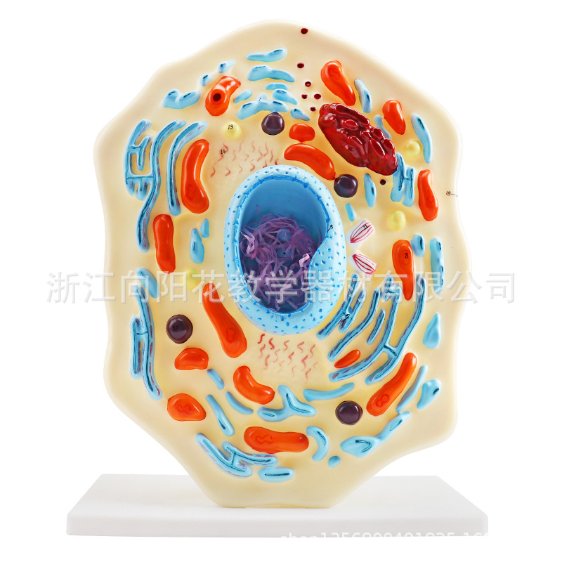 厂家直销3216-2 动物细胞模型（大）生物教学系列仪器模型