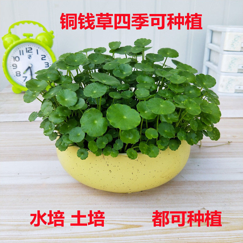 Медные курсивные коттедж