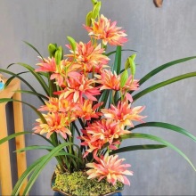 8������ݡ��m�����m ��ɽ��� �������滨 �҃��k�������� ����