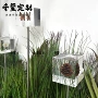 实心手工植物转转标本