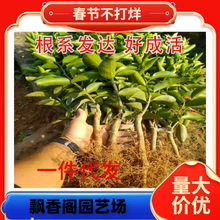 ���Ә�����������Ϸ������Nֲ���Ә���̽۹������޽����Ә���