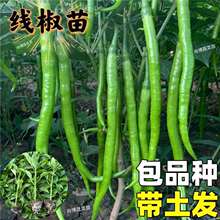 �r�Ҹ߮a�����籡Ƥ�����ļ����������̨ͥԺ�����l؛�L��������