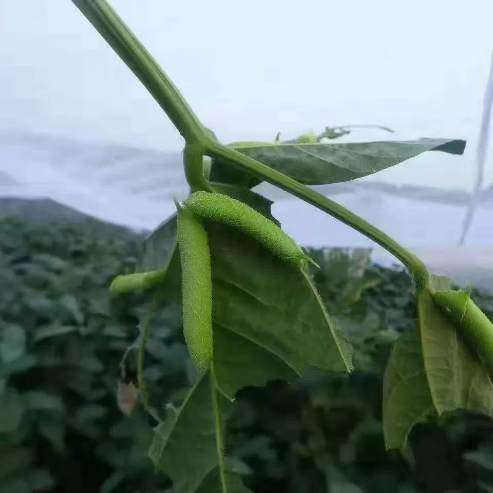 Дандан разведение средство от насекомых против солнца овощная теплица сетка от насекомых свиноферма фруктовое дерево лягушка насекомое сетка от вредителей