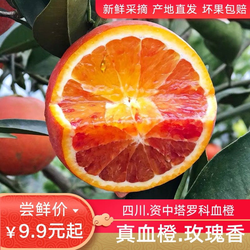 四川资中塔罗科血橙 玫瑰香新鲜采摘 产地直发 冬季橙子|ms