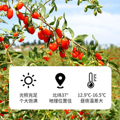 早安情枸杞寧夏枸杞特優250g大粒枸杞子寧夏枸杞批發散貨原料