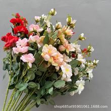 �羳7�^��ɽ�¼� �Nޱ���廨�һ����滨 ��c�Ҿ��bٻ����컨