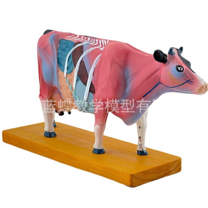 ţ�����ģ�ͼ�ţ����ģ�� �������ģ��ţ����ģ�� ��ҽ��ѧģ��