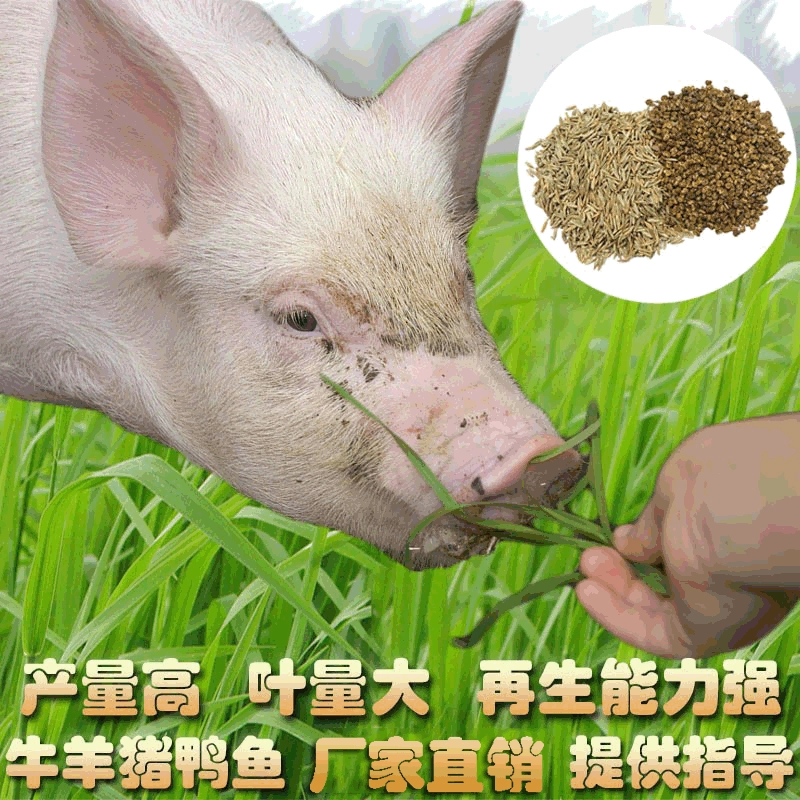 Крупный рогатый скот и овцы Мексиканская кукурузная трава виды люцерны Семена цикория райграс кормовая трава высокоурожайные семена четырехсезонная регенерация