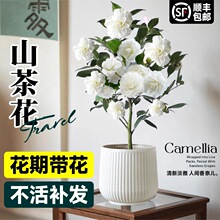 白山茶花盆栽带花苞东方亮鲜花树苗四季室内花卉阳台好养活绿植物