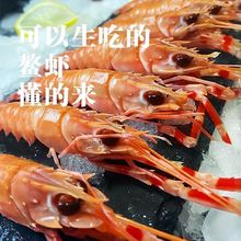新鲜海鳌虾刺身鲜活速冻日料即食深海甜虾非新西兰鳌虾厂家批发
