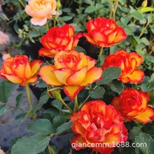 ���ع�֭�̨õ�廨С�������Ի���ֲ���ļ��_���Gֲ�¼�С�����l
