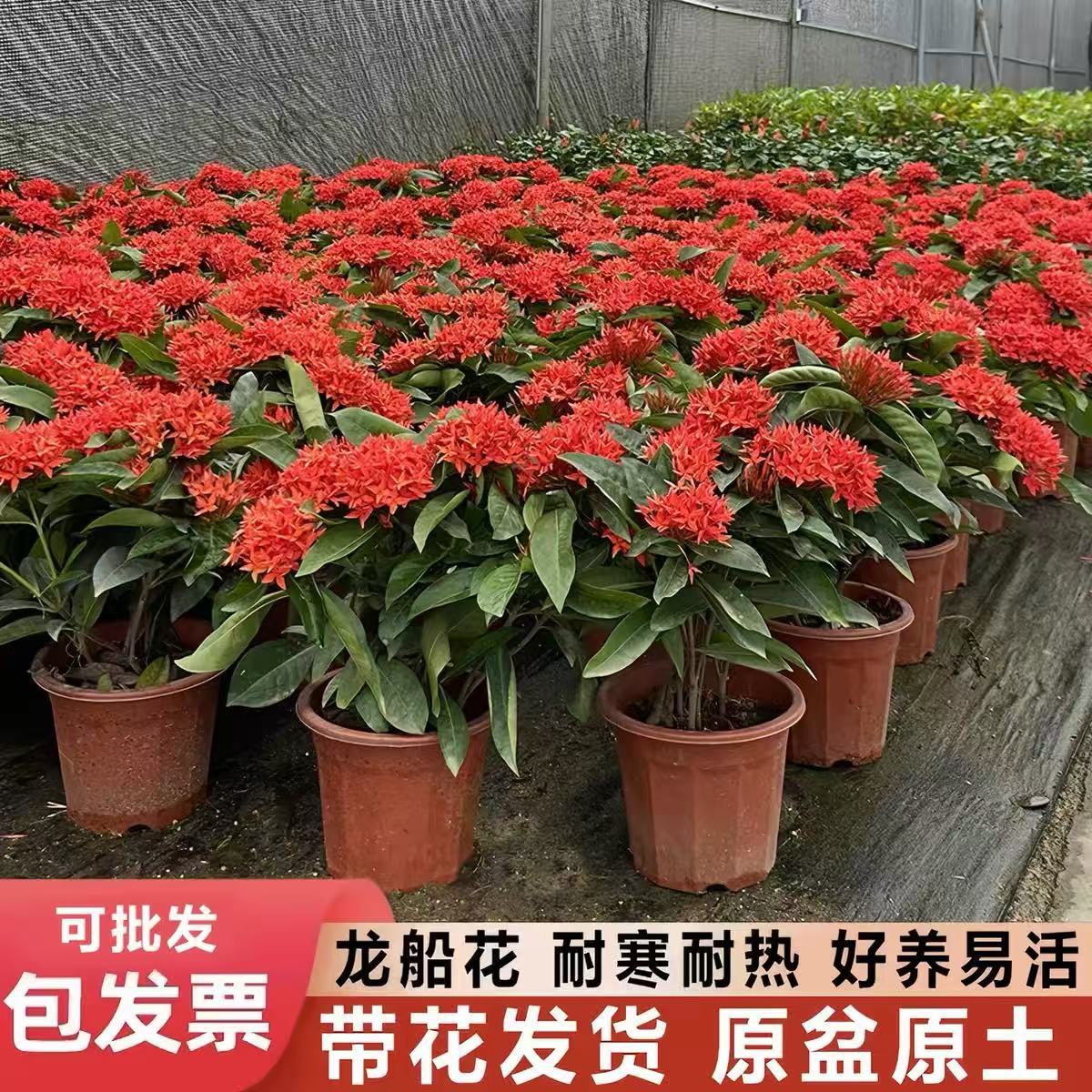 龙船花盆栽带花苞室内外阳台好养花卉百日红庭院花园四季开花植物