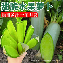 水果萝卜种子沙窝萝卜种籽凤梨冰糖心青萝卜四季种植蔬菜大全种孑