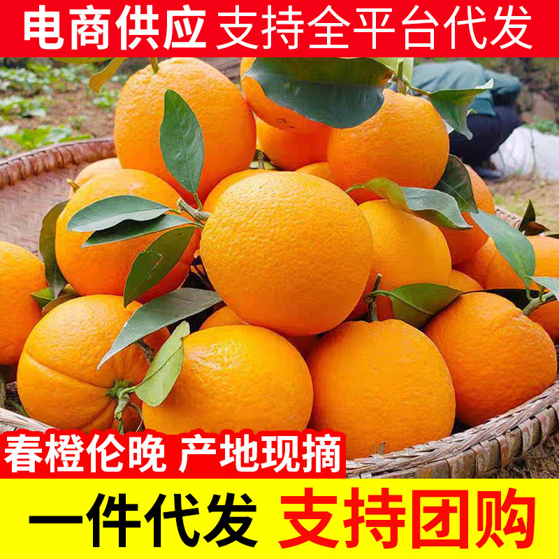 正宗秭归伦晚春橙脐橙高山橙子产地新鲜现摘现发当季时令水果