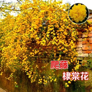 �ذ���Ļ����������������Ԯ���ܾGֲ����໨�ͺ��ļ��S��